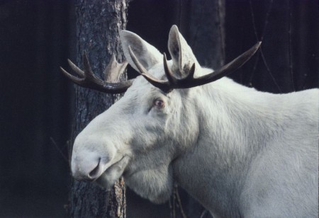 A rare albino moose, sacred to aboriginal people, was shot and killed by hunters in Nova Scotia. Photo Credit: huntdrop.com