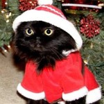 grinch cat in santa claus halloween costume