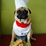 chef pug dog halloween costume
