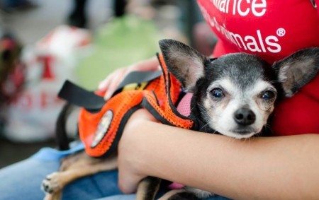 Chihuahua At Adoption Event (DOGS) (DOGS) A Chihuahua ready for adoption at Adoptapalooza on September 8, 2013. Photo Credit: Lisa Burger