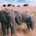 3,000 different species of animals have plummeted in numbers. Photo Credit: Getty Images