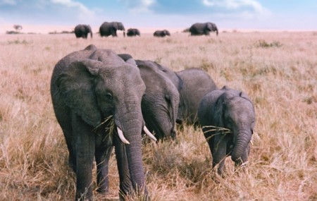 3,000 different species of animals have plummeted in numbers. Photo Credit: Getty Images