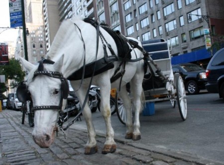 An animal rights group devoted to abolishing the horse carriage industry in New York City declared victory. Photo Credit: flickr