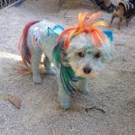Duncan as Rainbow Dash from My Little Pony.