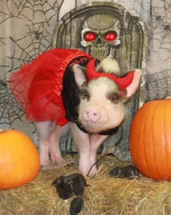 A little deviled ham!
