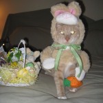 cat in Easter Bunny costume