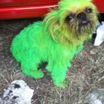louie the dog as oscar the grouch halloween costume