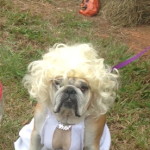 marilyn monroe dog bulldog halloween costume