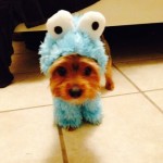 dog in blue halloween costume