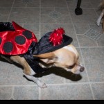 nala dog in ladybug costume