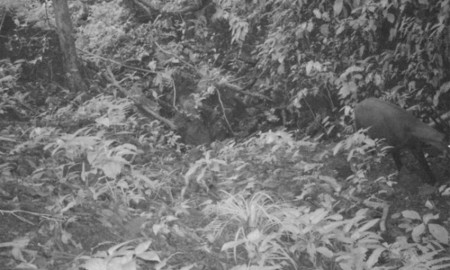 saola, animal pictures, endangered animals