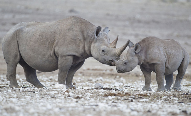 black rhinos, endangered species list, extinct animals