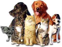 Some veterinarians are considering the medical benefits of using marijuana to treat animals./Photo credit: dogsandcatsworld.com