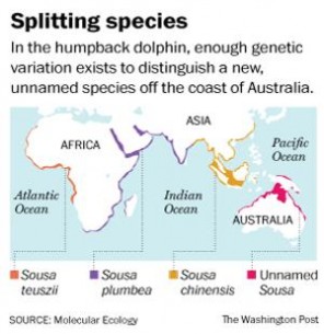Dolphins, New Species, Humpback Dolphins, Water, Ocean, Science