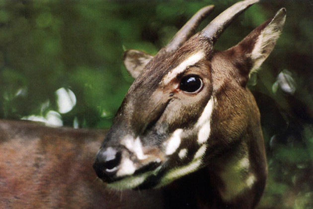 animal pictures, saola, endangered animals, rare species