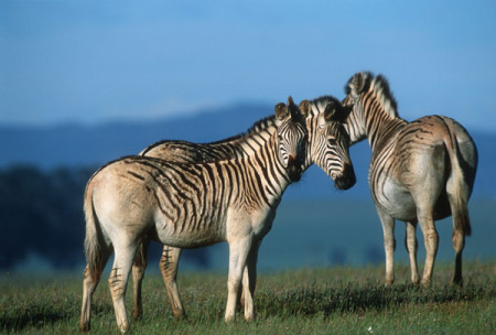 quaggas, endangered species list, extinct animals