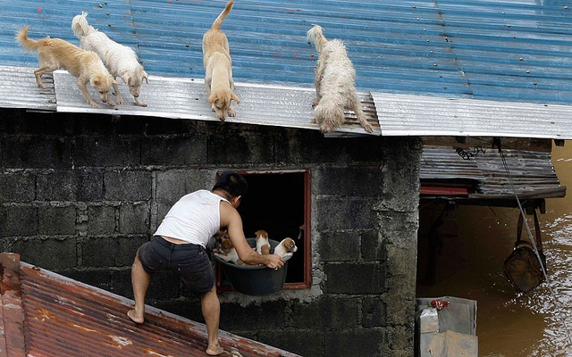 Dogs, Puppies, Typhoon, Animals, Natural Disaster, Philippines