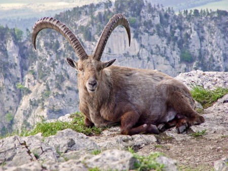 pyrenean ibex, endangered species list, extinct animals