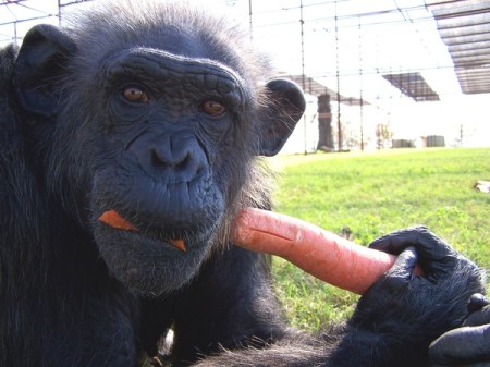 Kitty has been at the Cleveland Amory Black Beauty Ranch since 1997.
