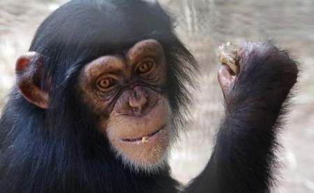 The Humane Society of the United States saved Arden and a number of chimps from captivity.