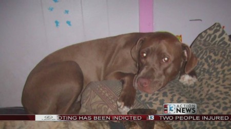 People area taking issue with the many stories of police shooting dogs.