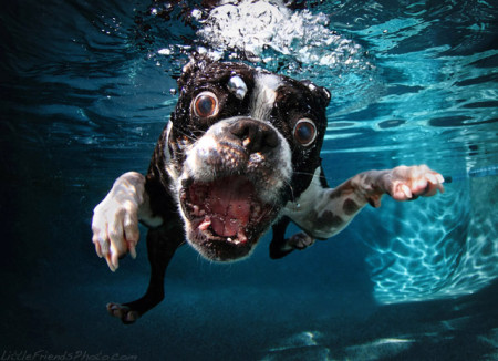 Seth Casteel's Underwater Dogs photographs are celebrated by the Animal History Museum.