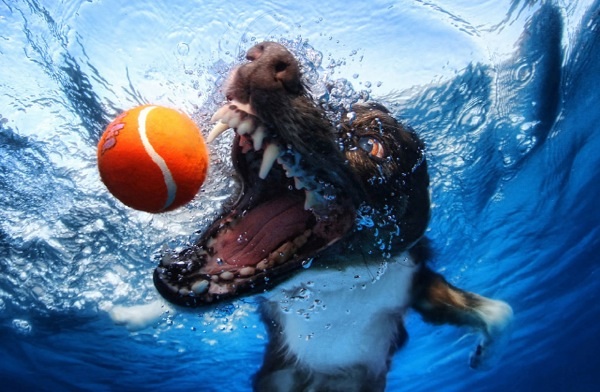 Nevada, a Border Collie, stars in one of Casteel's photographs. Photo Credit: Seth Casteel