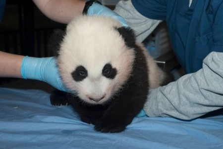 Bao Bao was born at the National Zoo in 2013. Photo Credit: Abby Wood, National Wood