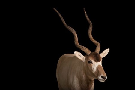 endangered animals, endangered species, pictures of animals, wildlife photography, animal photography, antelopes, animals