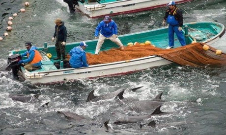 Sea Shepherd’s Sixth Year In Taiji: Why We’re Still Fighting for Dolphins Dolphins sold to aquariums can cost up to $100,000. Photo Credit: Theguardian.com