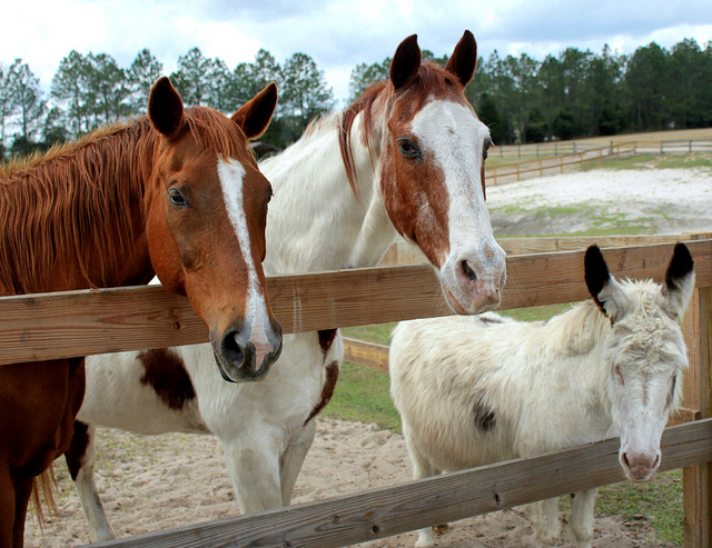 "Retirement Home for Horses" at Mill Creek Farm is a nonprofit equine sanctuary located in Alachua, Florida that provides lifelong care for horses that have been neglected or abused or that are unwanted and destined for slaughter./Photo credit: flickr.com