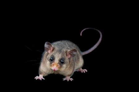 endangered animals, endangered species, pictures of animals, wildlife photography, animal photography, animals, possums