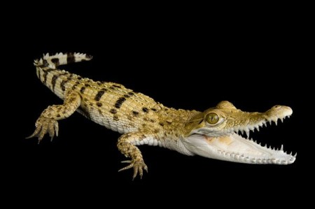 crocodiles, philippine crocodile, endangered animals, endangered species, pictures of animals, wildlife photography, animal photography, animals, philippines