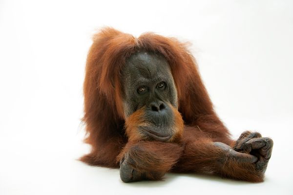 endangered animals, endangered species, animal photography, wildlife photography, pictures of animals, orangutans, animals
