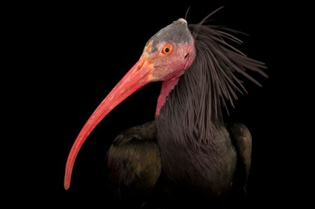 birds, endangered species, endangered animals, wildlife photography, animal photography, pictures of animals, animals