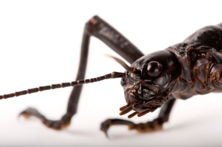endangered species, endangered animals, wildlife photography, animal photography, photography, pictures of animals, insects