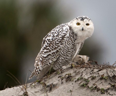 A snowy owl sits on a dune at Little Talbot Island State Park in Florida. Photo Credit: WILL DICKEY, THE FLORIDA TIMES-UNION via AP