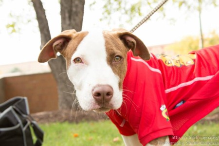 Chicago Blackhawks Bryan Bickell on pit bull awareness.