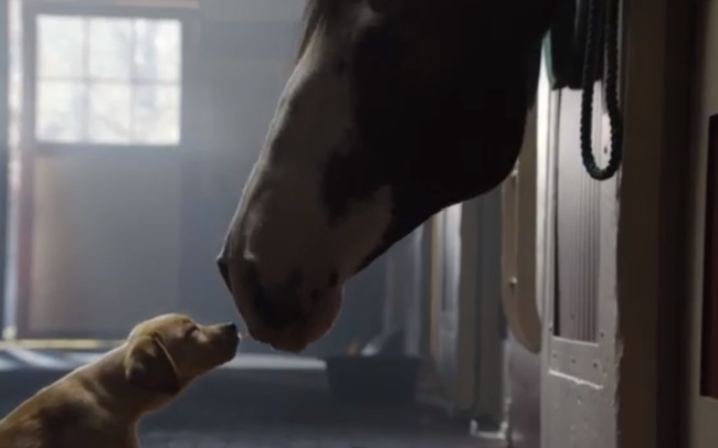 Budweiser's new Super Bowl ad creates an unforgettable friendship between a horse and a dog. Photo Credit: Anheuser-Busch