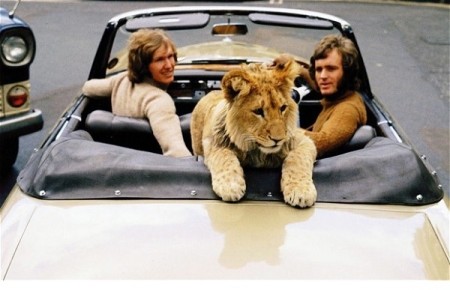 Harrod's Pet Kingdom sold lions like this one until 1976. (WILDLIFE)