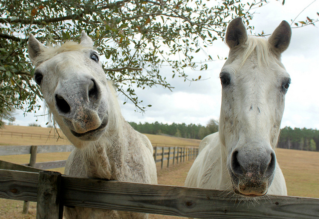 Horses once destined for slaughter are now living out their lives roaming the 325-acre Mill Creek Farm, a retirement home in Alachua, FL for old, abused and abandoned horses./Photo credit: flickr.com