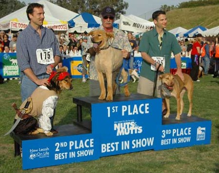 Mutts are participating in a Westminster dog agility contest.