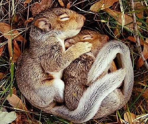 Happy Squirrel Appreciation Day! Squirrel Appreciate Day is a time to be thankful for all types of squirrels. (WILDLIFE)