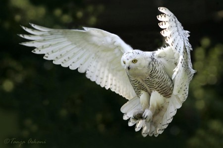 snowy owl, white owl, owls, birds, animals, rare animals, harry potter