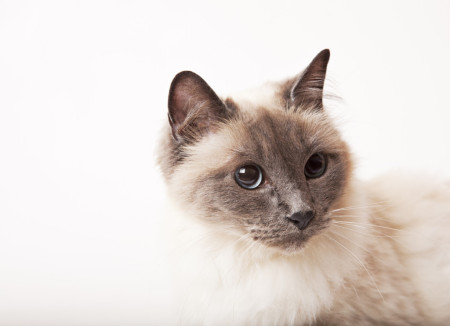 cat, kitten, kitty, pictures of animals, pictures of cats, pictures of kittens