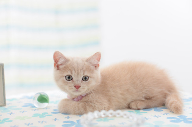 cat, kitten, kitty, pictures of animals, pictures of cats, pictures of kittens