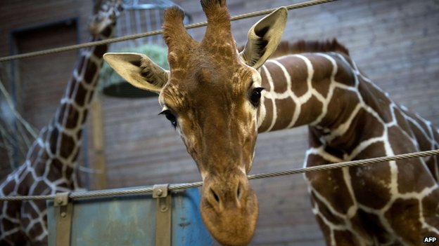 Marius, a healthy young giraffe who was shot dead and publicly autopsied at Copenhagen zoo on Feb. 9, 2014, is seen two days before the slaughter. Photo Credit: Getty