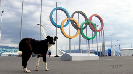 The Sochi government is reportedly having thousands of stray dogs and cats killed to clean up the city for the upcoming Winter Olympics /Photo credit: Peter Akman, CTV News