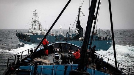 The Yushin Maru before it collided with the Bob Barker on Sunday. Photo Credit: Reuters (SEA SHEPHERD/WHALING)