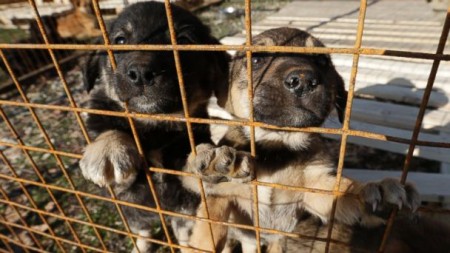 American Olympic athletes wanting to rescue one of the hundreds of stray dogs abandoned on the streets of Sochi are facing obstacles, a slower vaccination process and piles of paper work./Photo credit: abcnews.go.com 